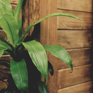 Plante verte